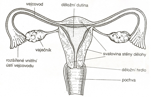 zenske-pohlavne-organy
